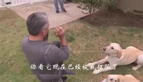 猎犬训练视频