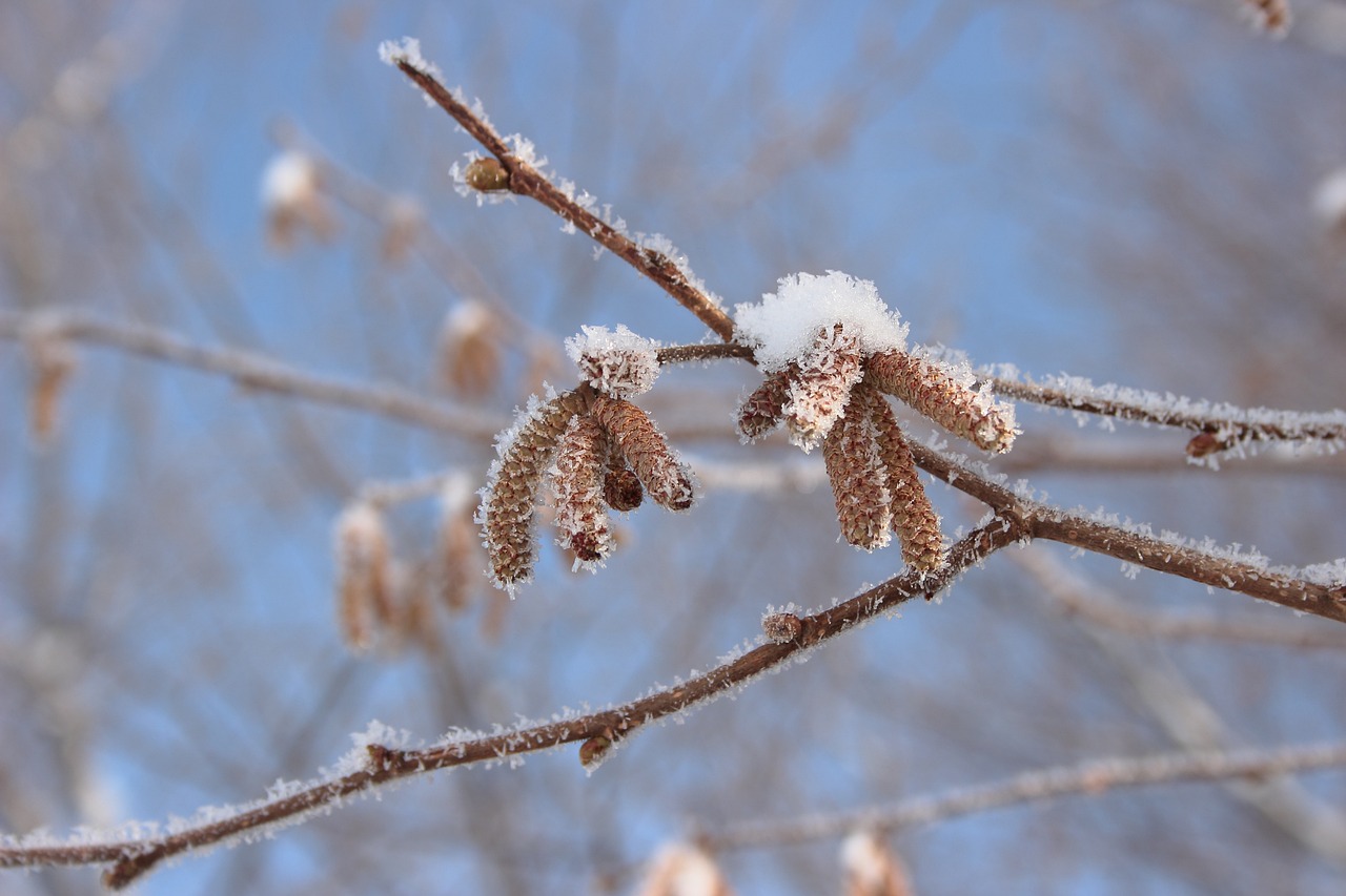 小雪节气，冬日里的诗意邂逅