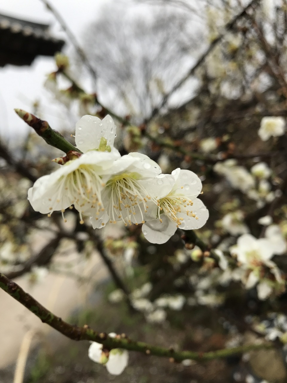 清明时节的诗意缅怀