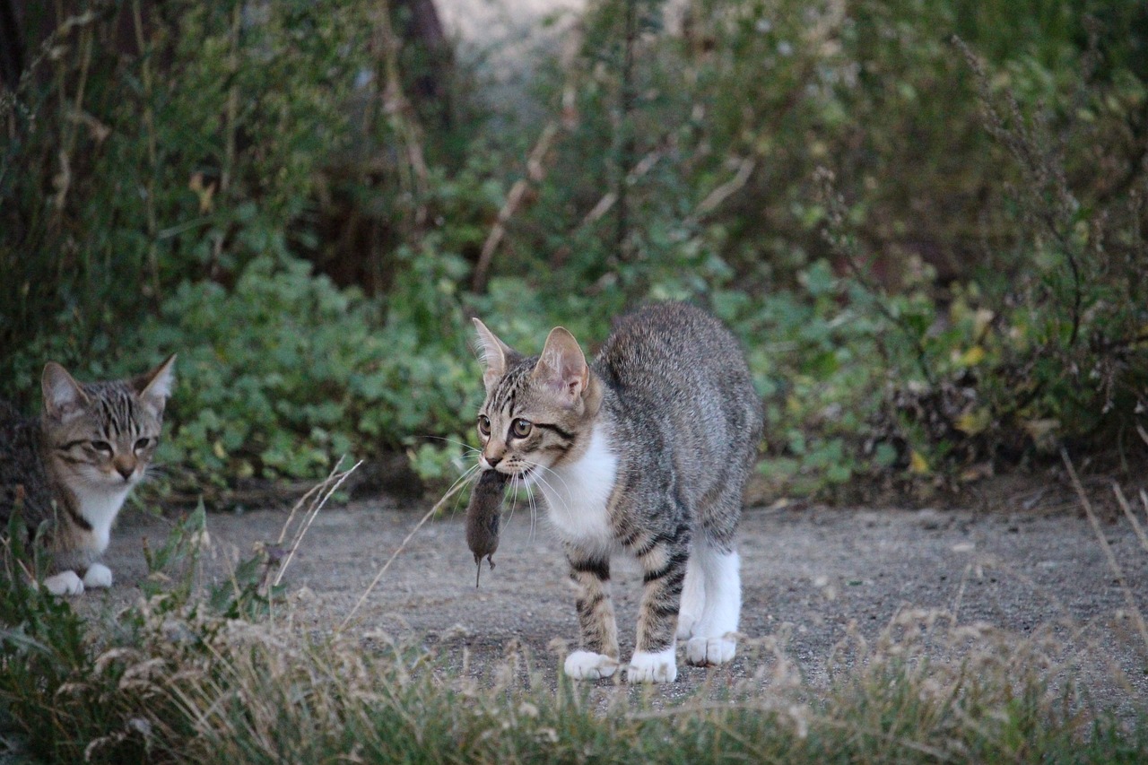 揭秘猫咪世界的秘密，从一张小猫图片开始探索