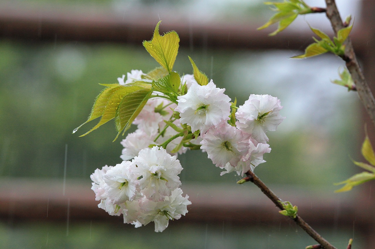 春日绿意浓——中国古代诗歌中的植树情怀