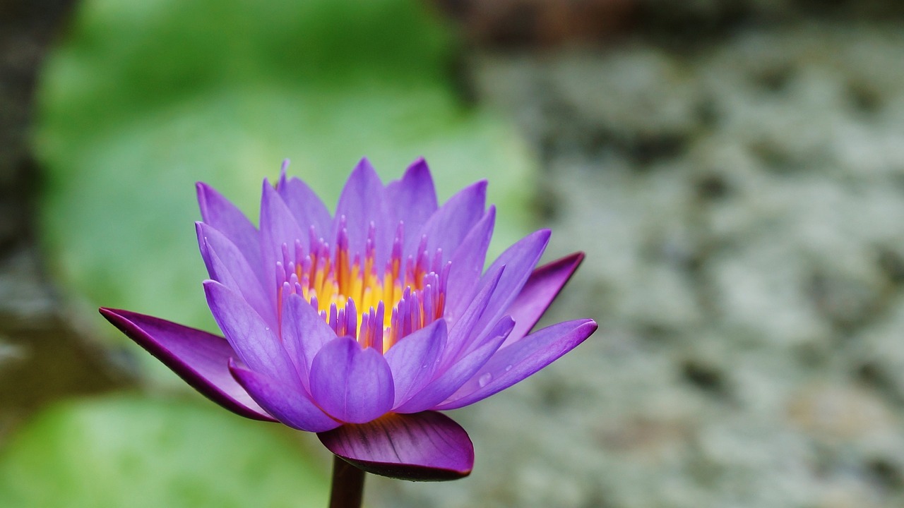 月圆人团圆中秋节经典祝福语大全